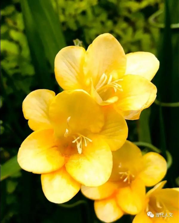 七絕：昨日黃花