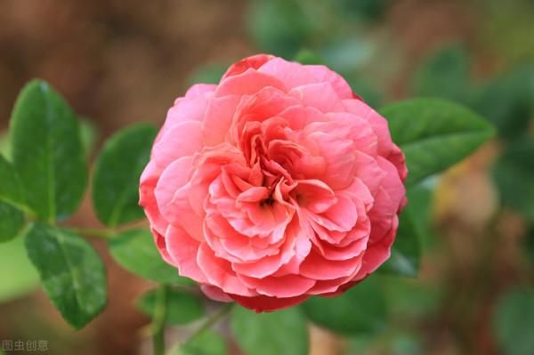 全年都開花的花,看一下這3種,家裡四季如春 全年都開花的花,看一下這3種,家裡四季如春