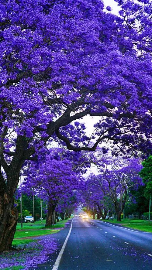 世界最美的路 浪漫藍花楹