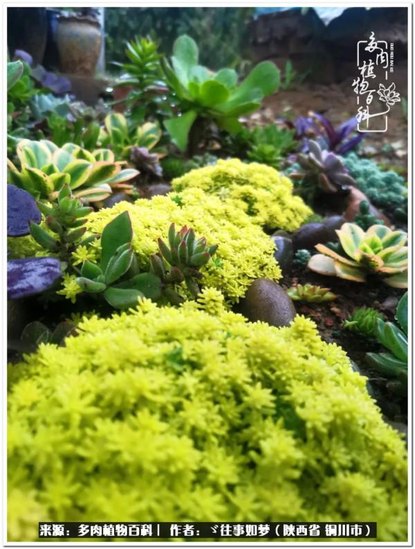 總有一段文字觸動心絃，總有那麼一盆多肉能打動你的心