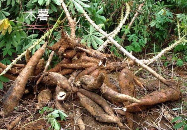 木薯竟有毒!廣東、廣西等地有種植,怎麼會有毒,如何避免中毒? 木薯竟有毒!廣東、廣西等地有種植,怎麼會有毒,如何避免中毒?
