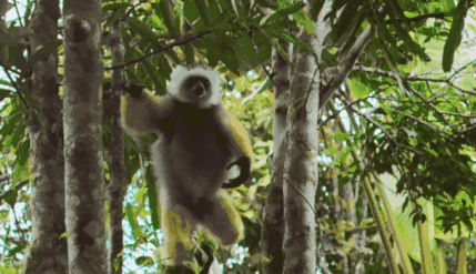 秋天到了,這些“夏眠”的動物醒了嗎? 秋天到了,這些“夏眠”的動物醒了嗎?