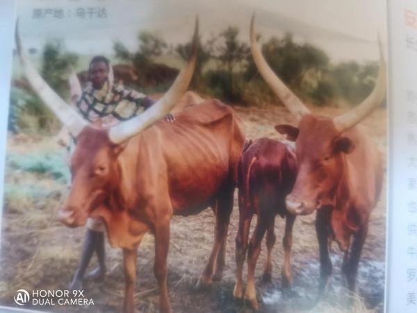 牛，名牛薈萃，