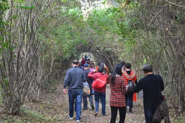 &OpenCurlyDoubleQuote;愛情隧道&rdquo;中山植物園