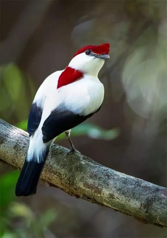 鴻運當頭,好運飛來 鴻運當頭,好運飛來