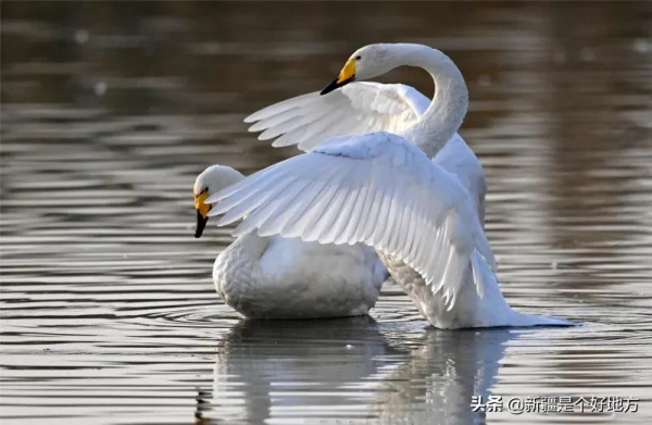 冬季到新疆看天鵝~