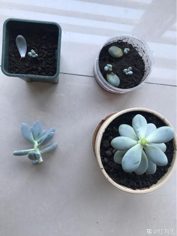 多肉長壞了別扔!剪一剪砍一砍,原地就能“滿血復活” 多肉長壞了別扔!剪一剪砍一砍,原地就能“滿血復活”