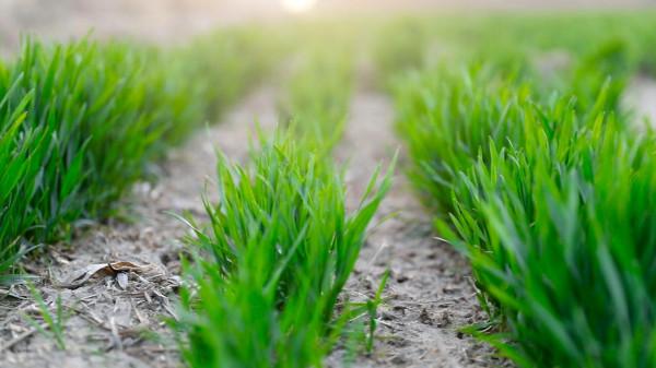 種小麥,底肥用什麼配方?用對了,麥苗長勢好,省錢又高產 種小麥,底肥用什麼配方?用對了,麥苗長勢好,省錢又高產