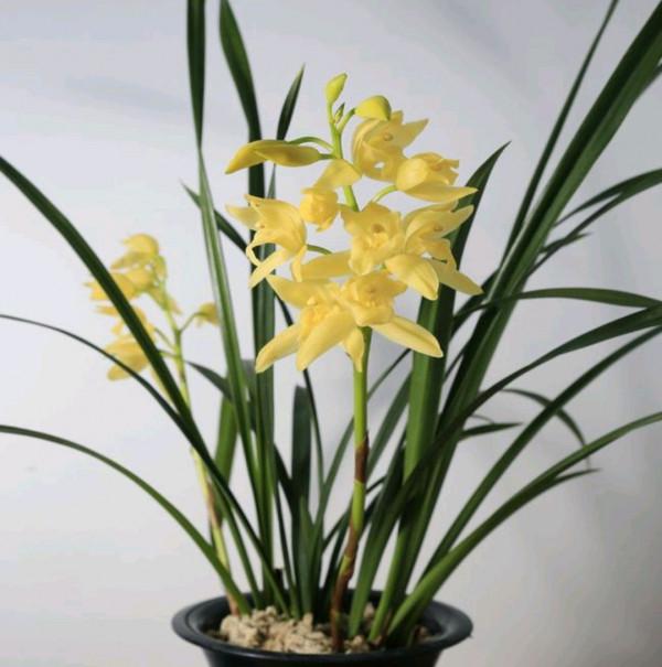 “18種”勤花勤苗的蘭花，價格不貴好養活，香味濃郁開品漂亮