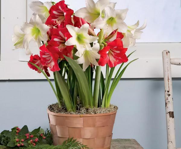 4種“富貴花卉”，家裡養一盆，喜慶又招財