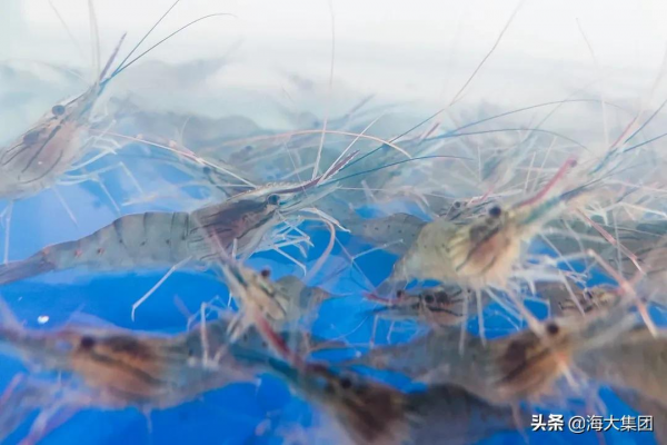 共謀種業振興 海大集團盛大亮相第二屆中國水產種業博覽會 共謀種業振興 海大集團盛大亮相第二屆中國水產種業博覽會