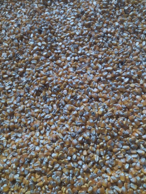 10月12號最新小麥玉米價格 10月12號最新小麥玉米價格