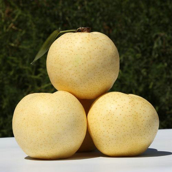 秋天吃梨有哪些好處?煮熟後清肺潤燥效果更佳 秋天吃梨有哪些好處?煮熟後清肺潤燥效果更佳