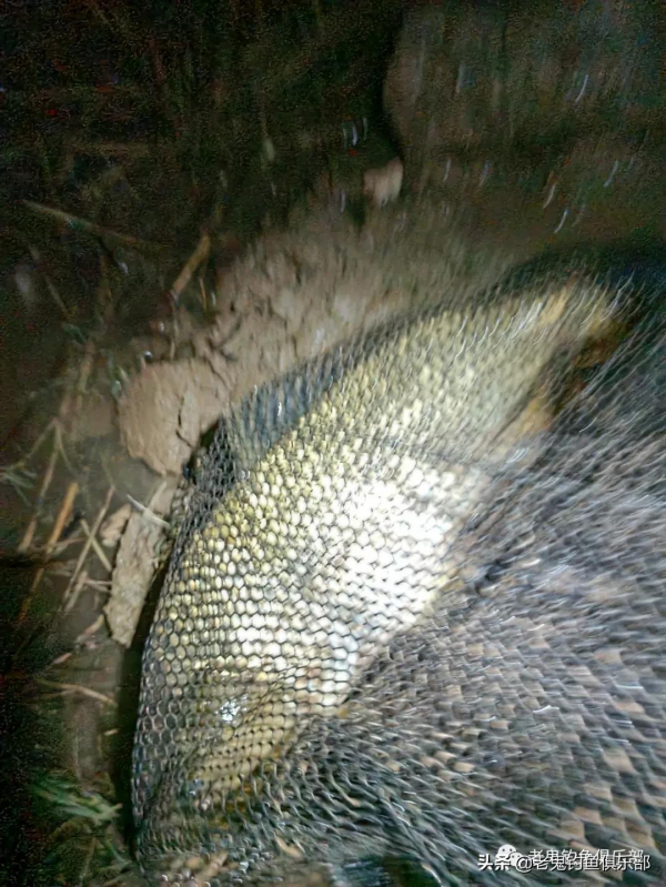 三角炮配螺鯉,釣黃河大鯉魚 三角炮配螺鯉,釣黃河大鯉魚