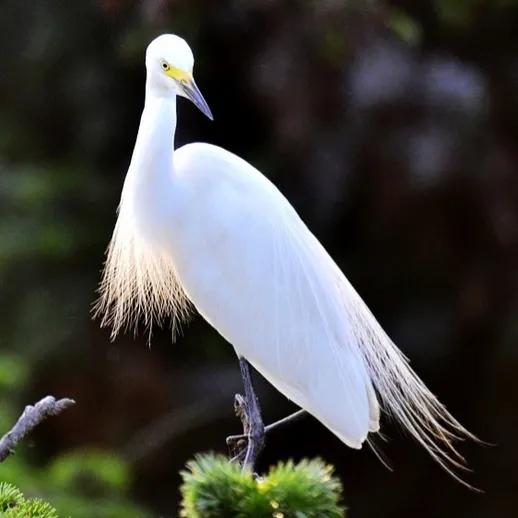 鳥的世界 鳥的天堂