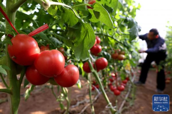 “小雪”農事忙