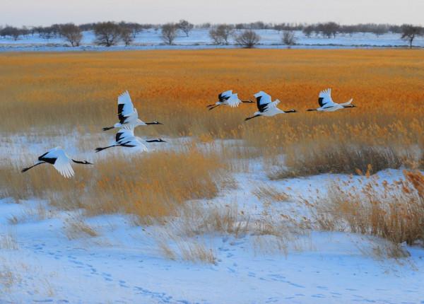 仙鶴舞向海 仙鶴舞向海