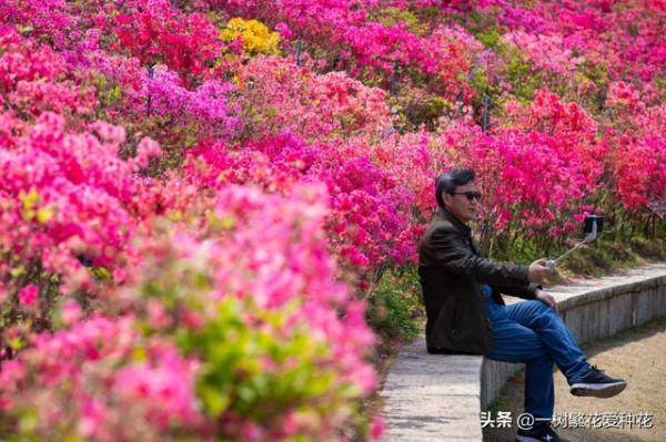 6種北方不適合養的花卉，環境、技術不到位容易死