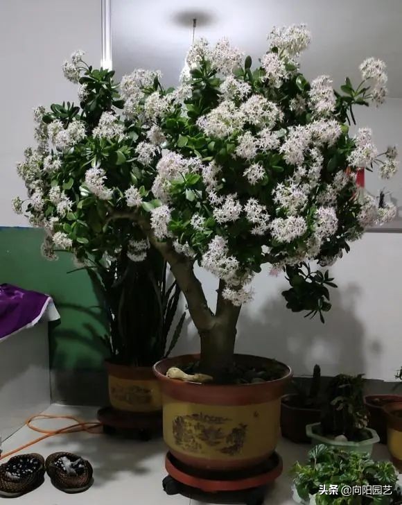 吸財樹，玉樹，動手剪剪枝，株型更美，價格翻倍，一盆值1000