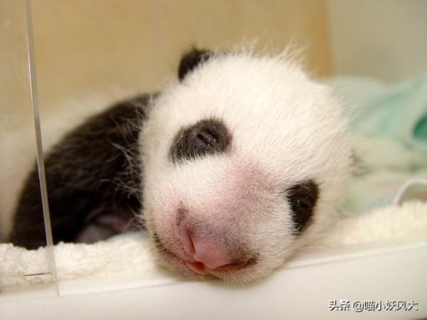 大熊貓繁殖有多難？300餘隻雄性熊貓，僅有12只是“真男人”