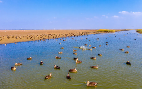 深秋，這裡是條子泥