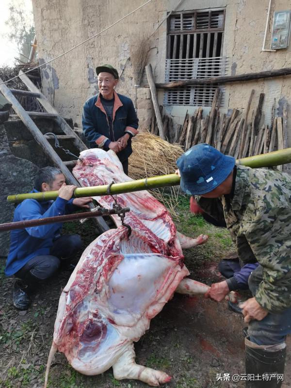 農村殺年豬吃殺豬飯的記憶,離我們越來越遠 農村殺年豬吃殺豬飯的記憶,離我們越來越遠