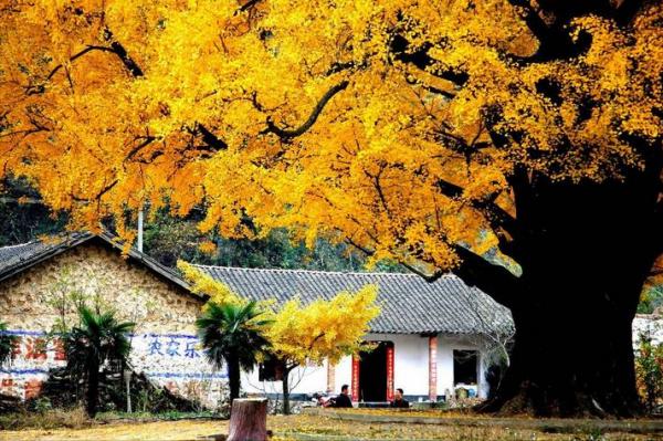 湖北一處秋季旅遊勝地,被譽為“中國銀杏之鄉”,門票只要50元 湖北一處秋季旅遊勝地,被譽為“中國銀杏之鄉”,門票只要50元