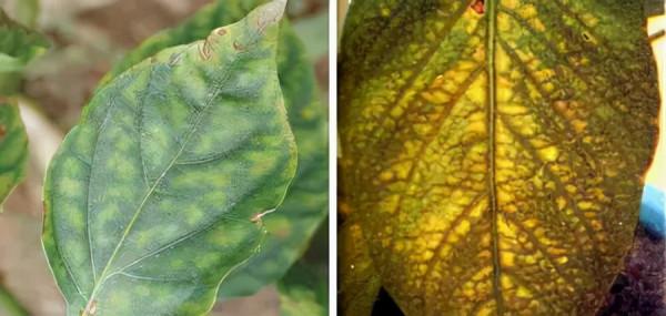 超全植物肥料知識,建議收藏 超全植物肥料知識,建議收藏