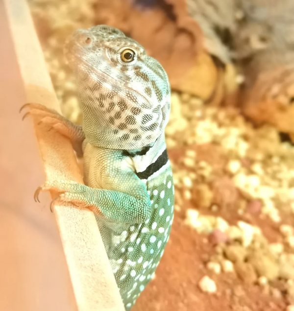 「環頸蜥」天冷了 記得帶上溫暖的圍脖喲