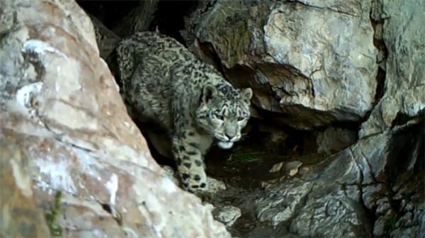 祁連山國家公園裡的動物世界