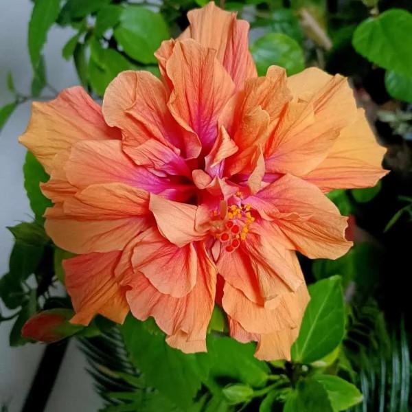 陽臺養三種花，連續開花300天，真美真簡單