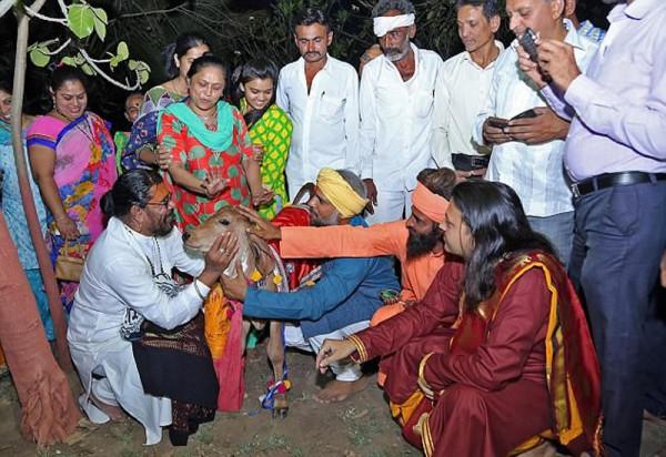 印度富豪拋棄妻子和兩個孩子,花18萬跟母牛結婚,多瘋狂才能這樣 印度富豪拋棄妻子和兩個孩子,花18萬跟母牛結婚,多瘋狂才能這樣