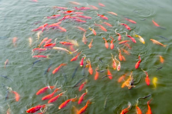 國內水產養殖哪家強？哪家將成為百億市值公司呢？