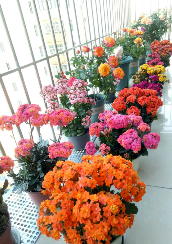 5種漂亮的花，要用“小盆”養，否則會影響生長和開花，別忽視