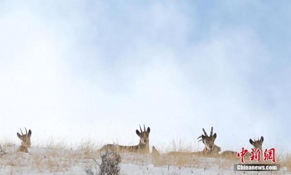 新疆博州：成群北山羊雪中覓食嬉戲