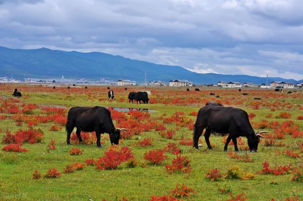 雲南這幾個地方的美景,才是深秋的正確開啟方式,絕美而又低調 雲南這幾個地方的美景,才是深秋的正確開啟方式,絕美而又低調