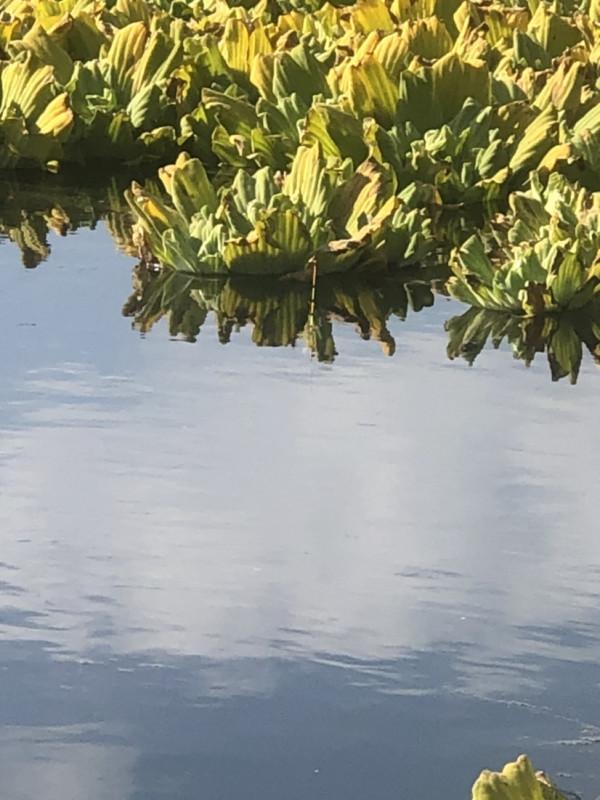 探索沼澤塘有驚無險,黃金小奶鯽齊上岸 探索沼澤塘有驚無險,黃金小奶鯽齊上岸