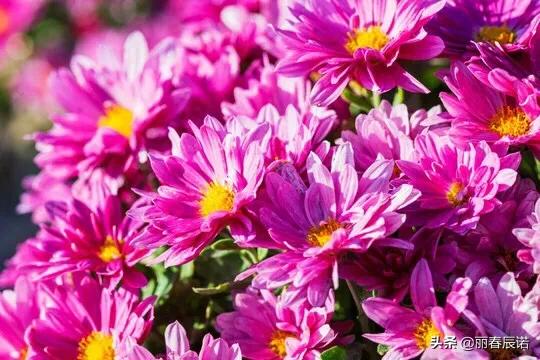 藏頭小詩/深秋夜，話重陽