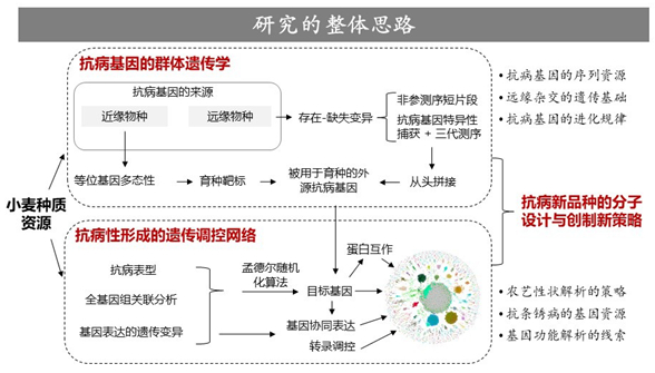 一作解讀 &vert; NC：部分同源基因表達量失調影響多倍體小麥農藝性狀