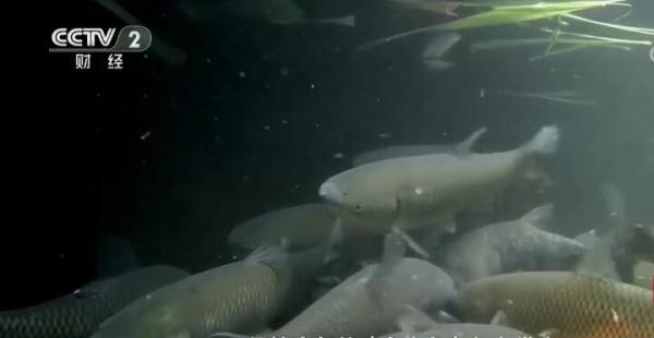 安徽休寧:草魚變身致富“金魚”養殖戶成功實現增收 安徽休寧:草魚變身致富“金魚”養殖戶成功實現增收