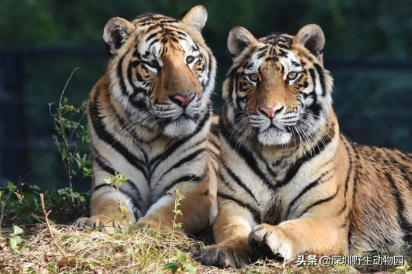 噓！大年初三睡到飽