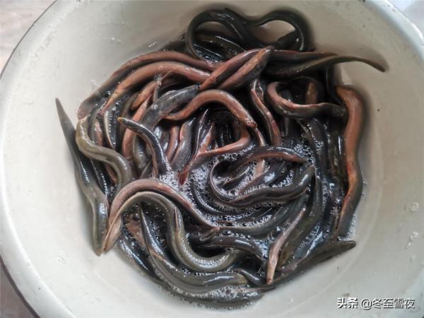 這個魚被贊為“水中人參”，教你東北做法，不煎不炸，鮮嫩可口