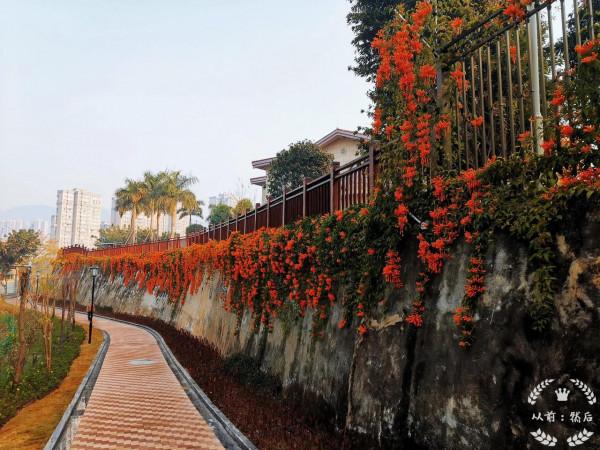 冬天也開炮仗花