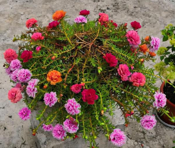 元旦前後養草花當首選這3樣,花色繁雜,好打理,可輕鬆擁有花海 元旦前後養草花當首選這3樣,花色繁雜,好打理,可輕鬆擁有花海