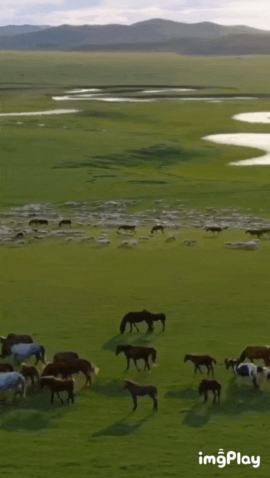 草原我之戀 草原我之戀