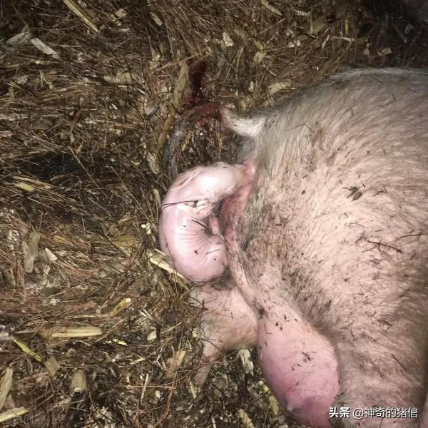 母豬胎衣不下，這樣處置萬無一失