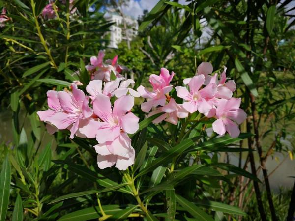 路邊的野花不要採：這4種路邊花，好看卻不可觸碰