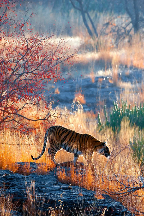 &quot&semi;meng&quot&semi;虎出山，虎年新春帶你看老虎的前世今生