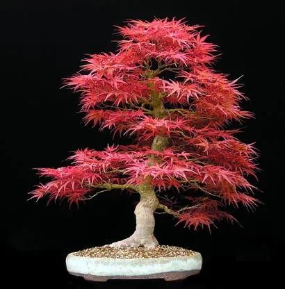 美麗醉人的楓紅盆景