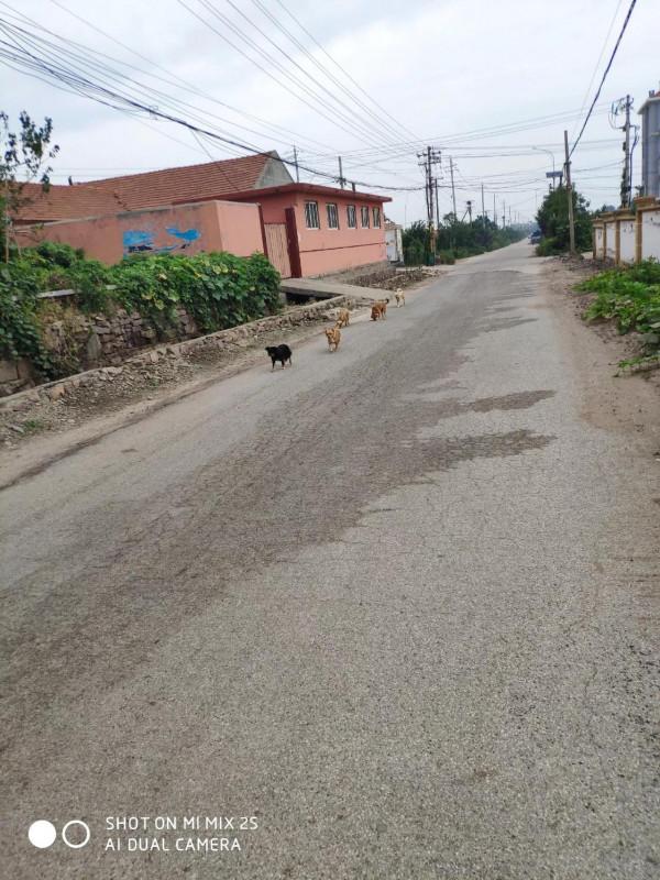 我餵過的小貓和小狗 我餵過的小貓和小狗